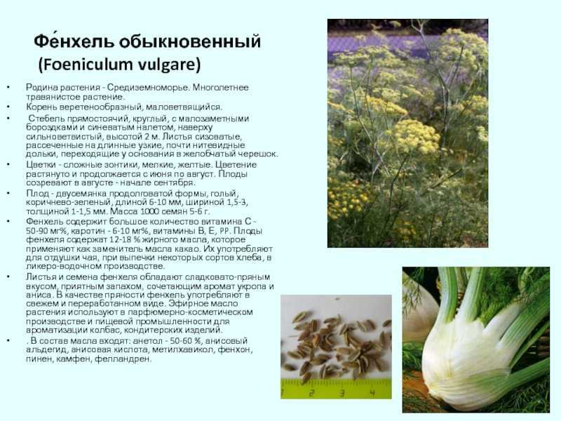 Семена фенхеля - полезные свойства и применение