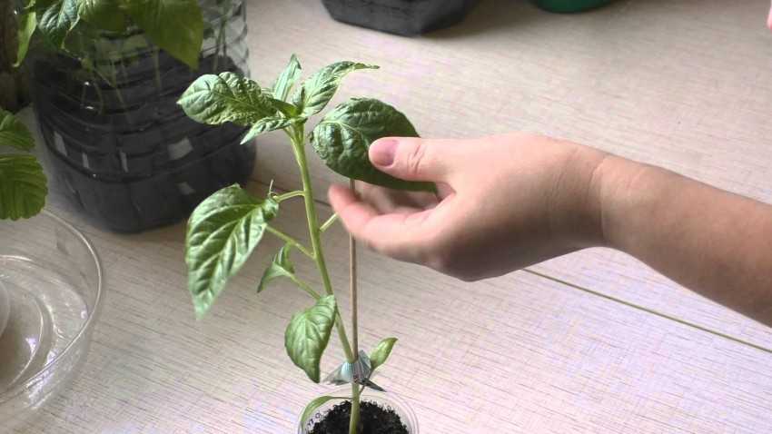 Как посадить на рассаду перец рамиро, чтобы получить хороший урожай?