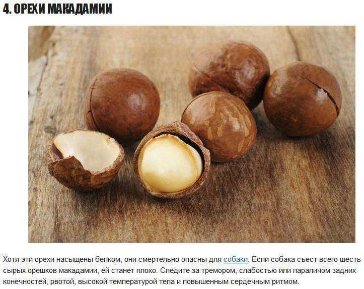 Как растет макадамия: полезный австралийский орех