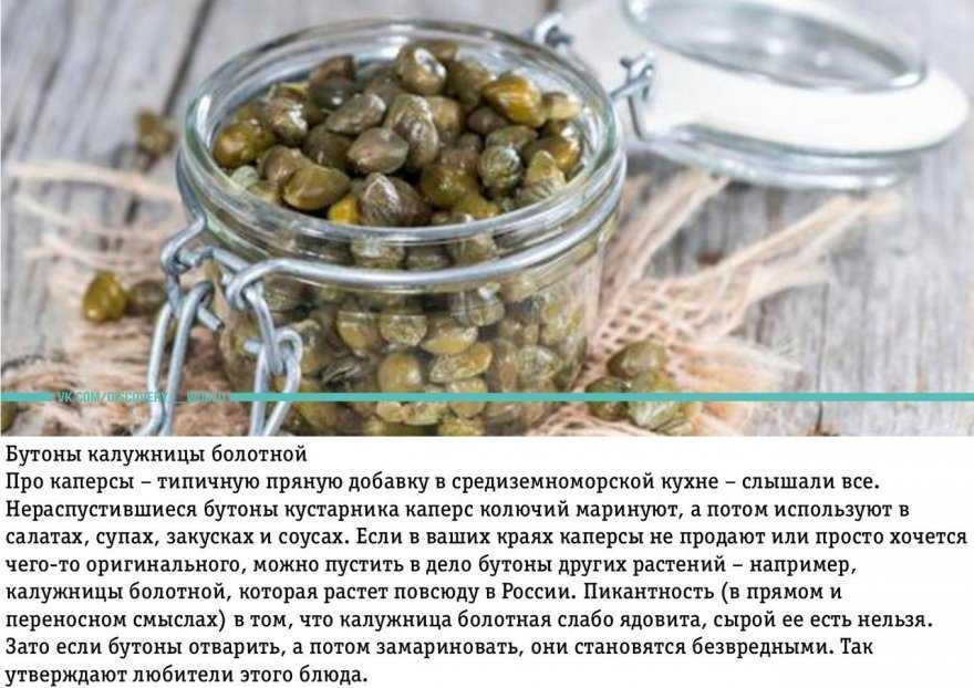 Что такое каперсы / и какие блюда с ними приготовить – статья из рубрики "что съесть" на food.ru
