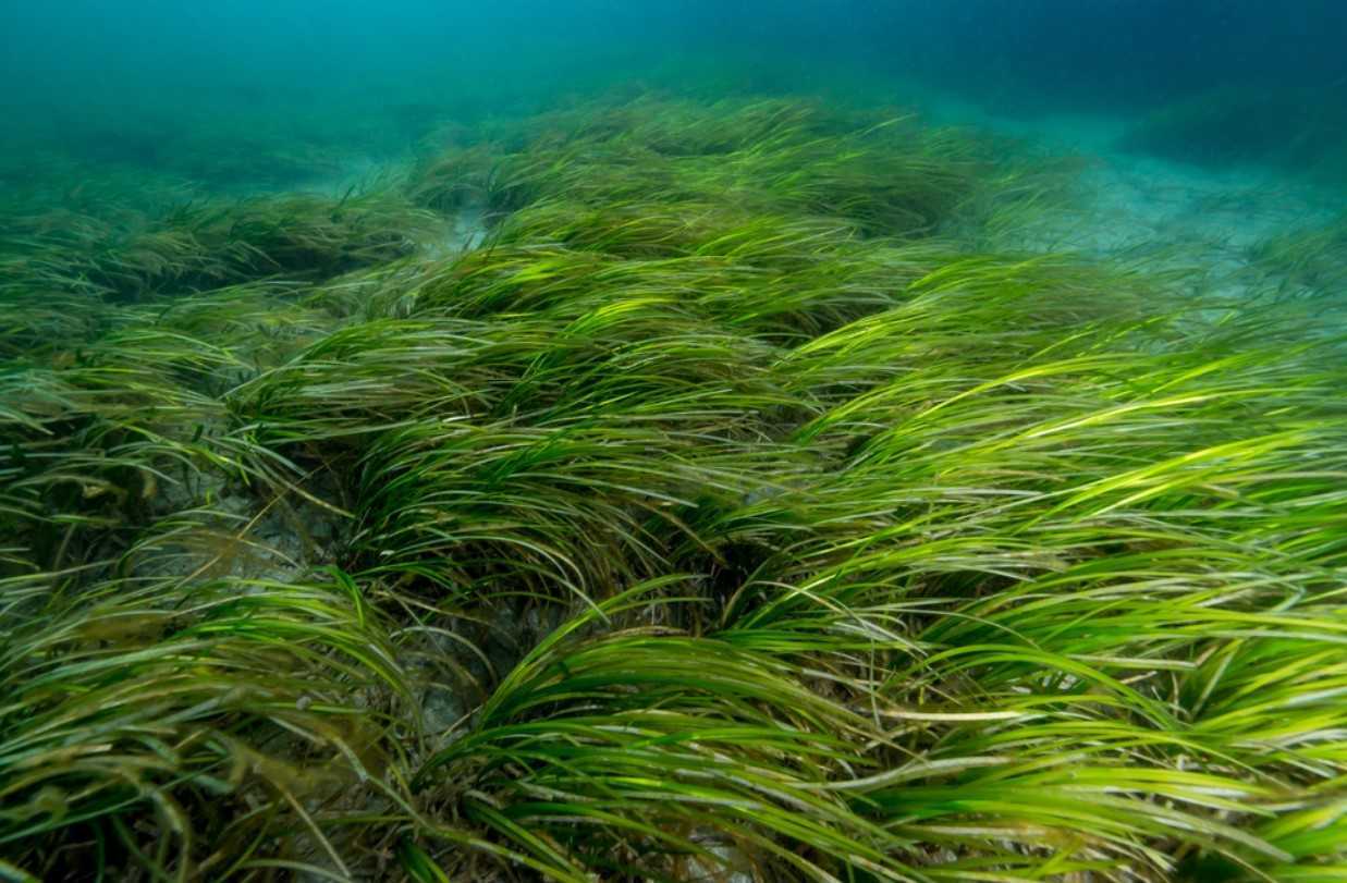 Морские водоросли – польза и значение для организма человека, вред