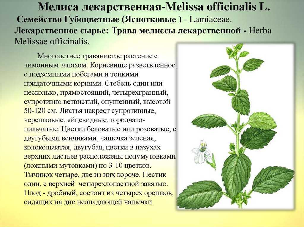Мелисса (трава): полезные свойства и противопоказания, лечебные рецепты. лечение мелиссой