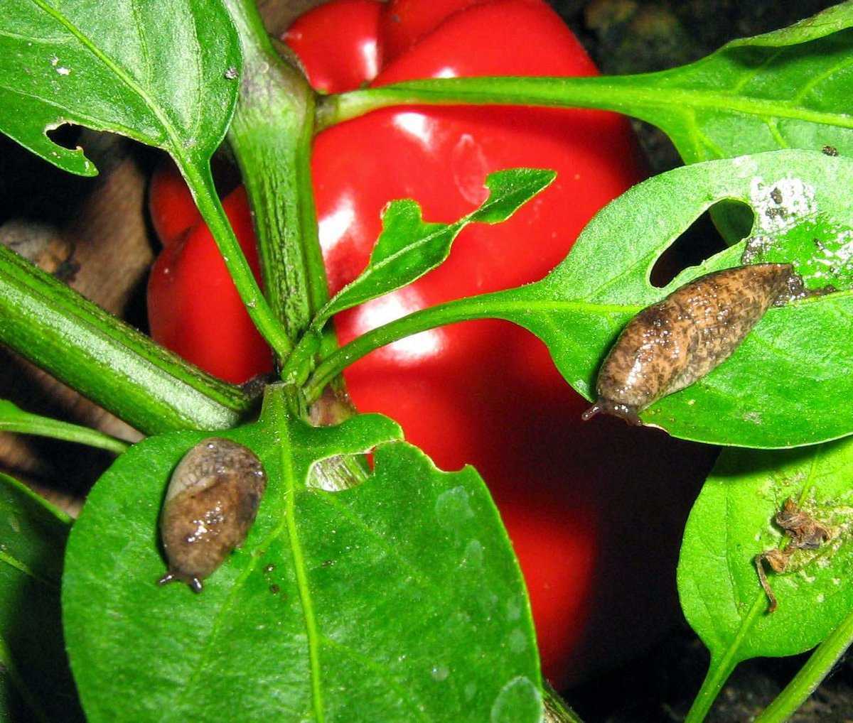 Перец рамиро: происхождение сорта, его нюансы и особенности выращивания своими руками (95 фото)
