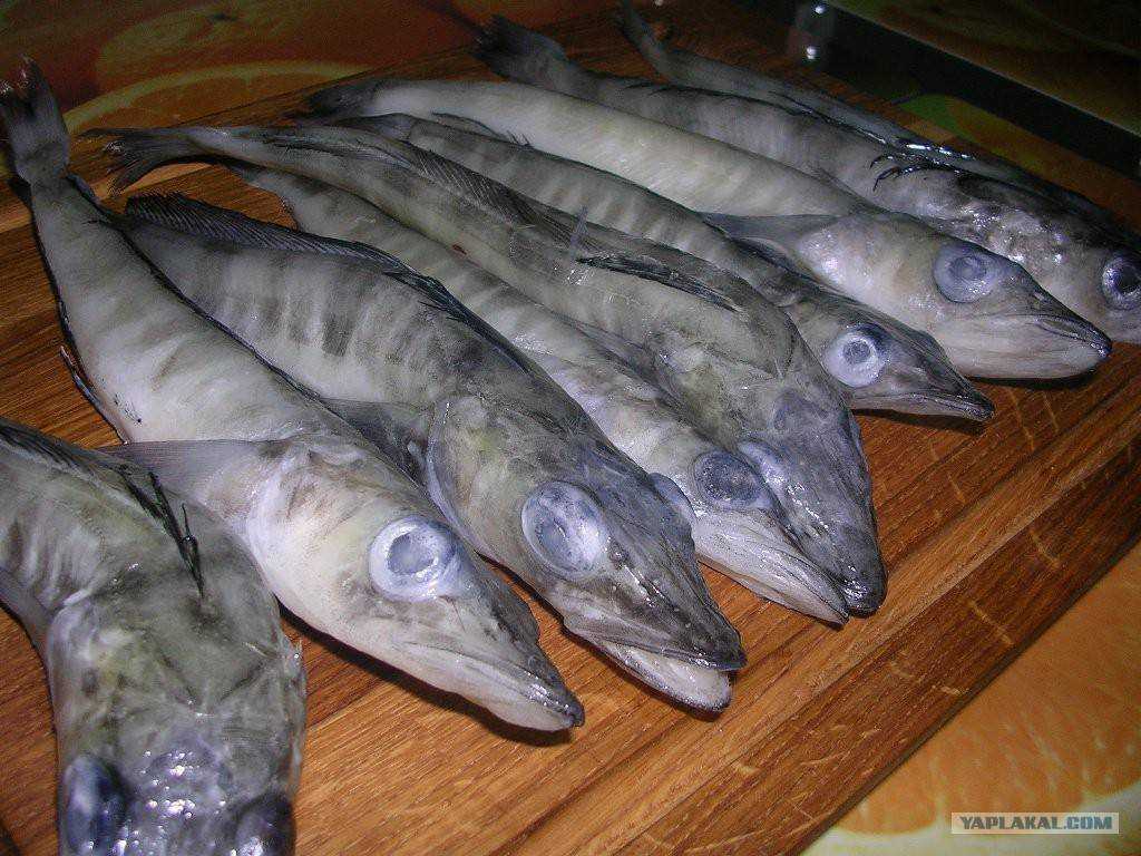 Ледяная рыба: рецепты приготовления. как вкусно приготовить ледяную рыбу