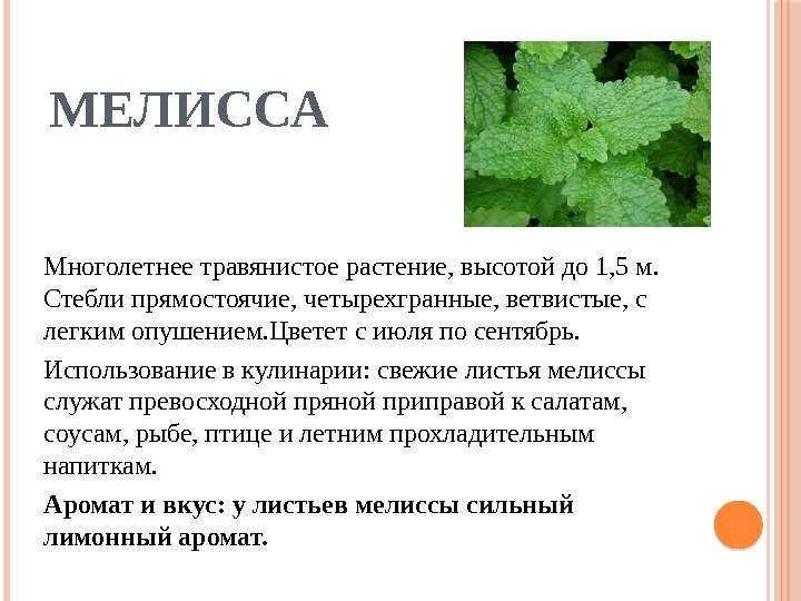 Мелисса: полезные свойства травы, применение эфирного масла и экстракта в косметике и косметологии