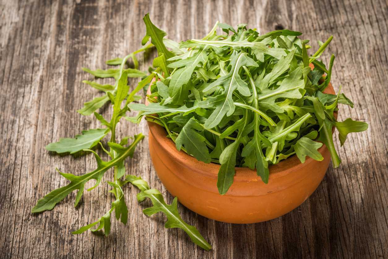 Кресс салат: польза и вред для здоровья, применение в кулинарии, рецепты блюд