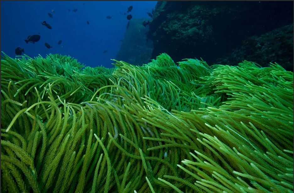 Морские водоросли — состав, полезные свойства и противопоказания