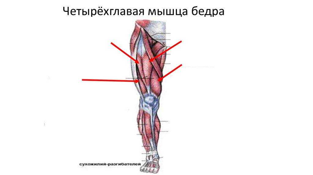 Четырехглавая мышца бедра: анатомия, функции, что такое и где находится квадрицепс
