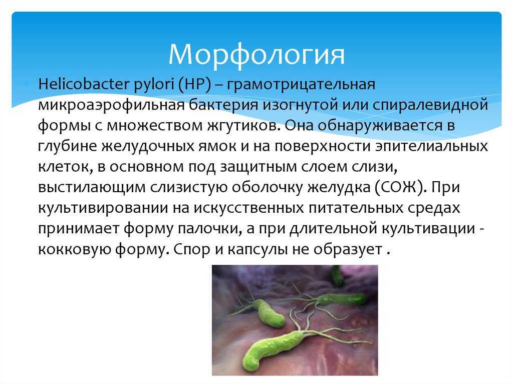 Bacteria helicobacter pylori dieta