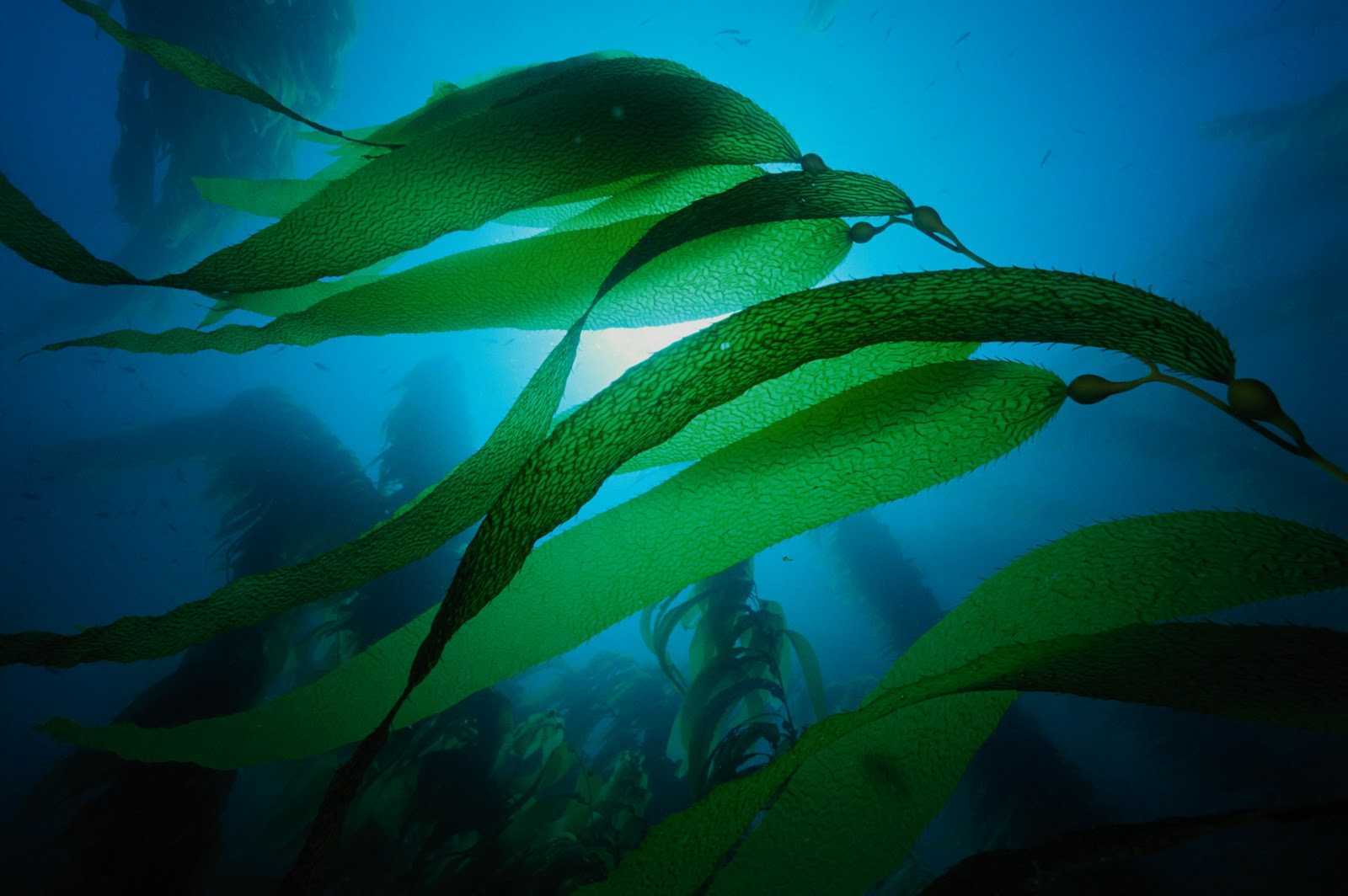 Морские водоросли - состав, полезные свойства и противопоказания