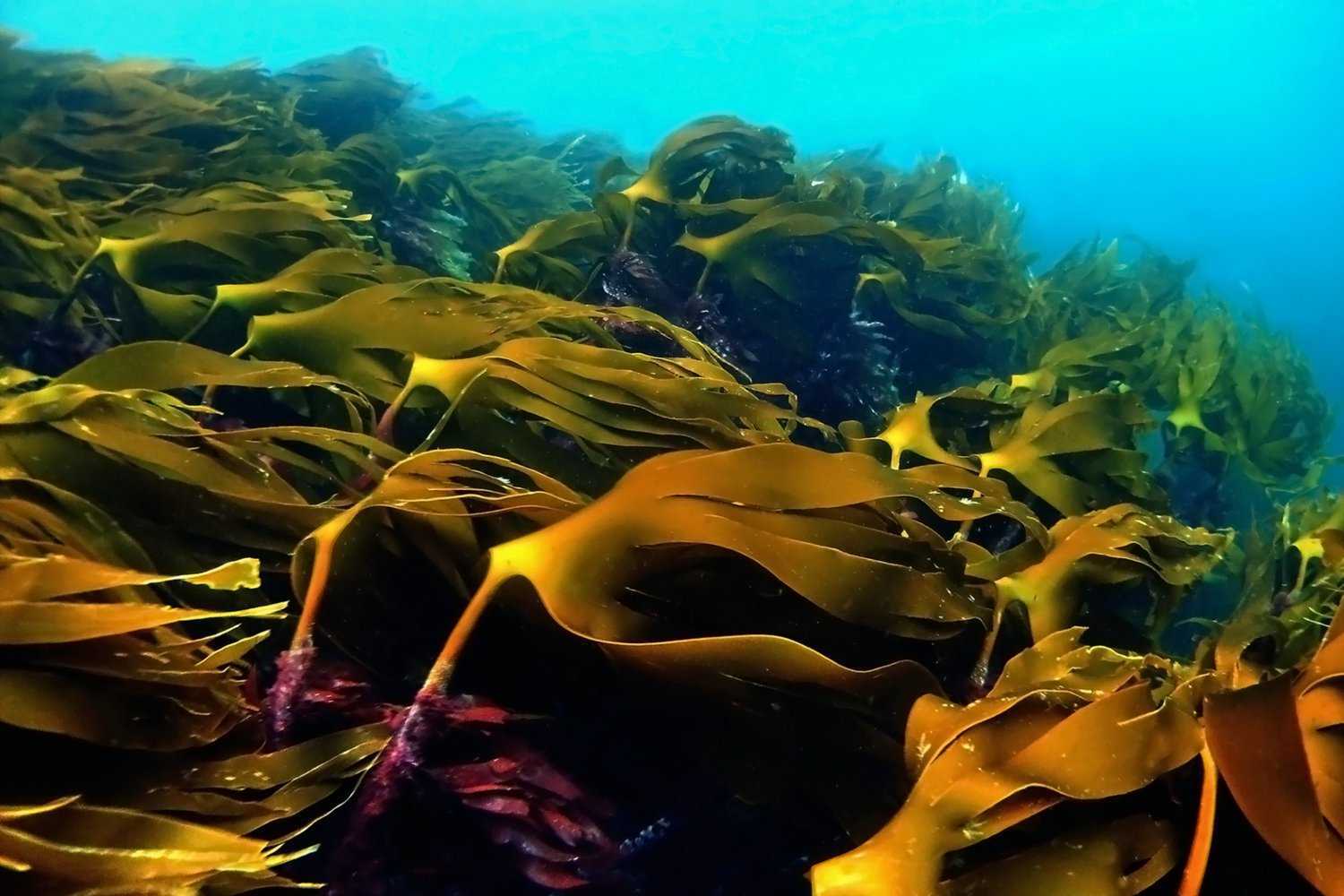 Морские водоросли – польза бурых, красных и зеленых видов, вред для здоровья