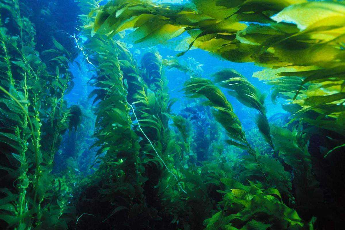 Химический состав водорослей Полезные свойства морских растений Чем полезны разные виды водорослей Какие подходят для похудения и лечения заболеваний