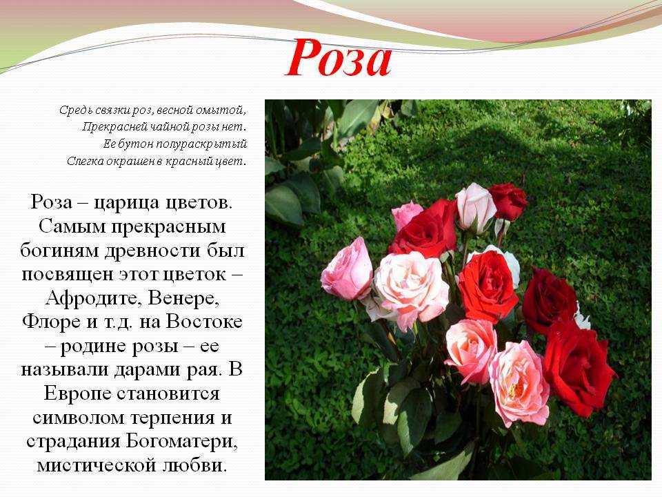 Роза мелания фото и описание