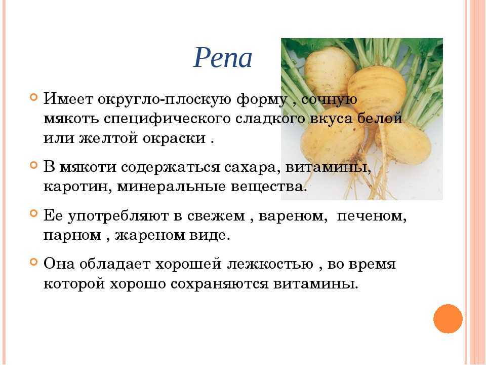 Турнепс: что это такое, как его вырастить и вкусно приготовить