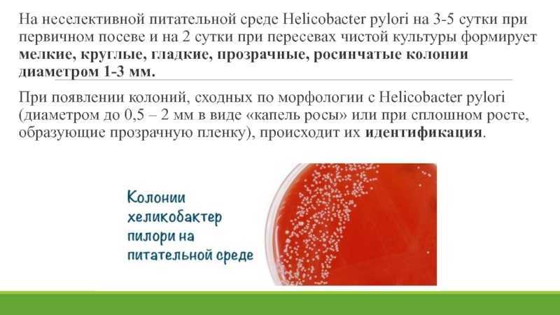 Благоприятные и неблагоприятные условия для роста helicobacter pylori