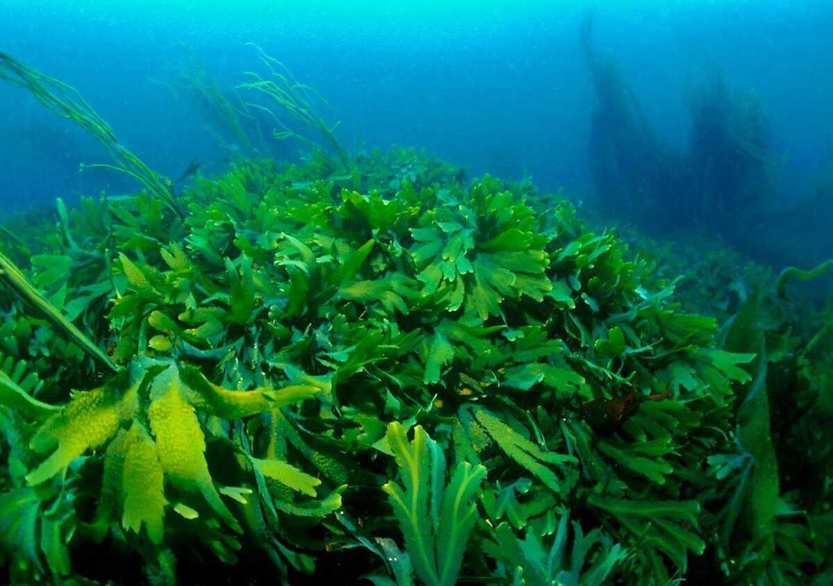 «дары моря» для урожая: водоросли — прекрасное удобрение для любых растений